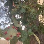 Quercus fusiformis Hoja