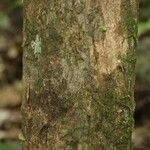 Pouteria grandis Bark