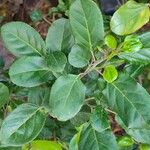 Rhamnus glandulosa Lapas