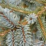 Picea pungens ᱥᱟᱠᱟᱢ