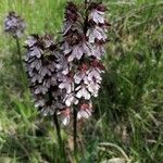 Orchis purpureaFloare