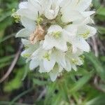 Campanula thyrsoides Blüte