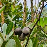 Noronhia emarginata Fruit