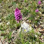 Anacamptis pyramidalisFlower