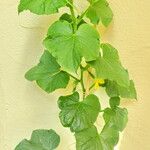 Cucumis sativus 整株植物