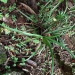 Ananas comosus Leaf