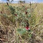 Indigofera schimperi 整株植物