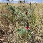 Indigofera schimperi Habit