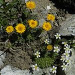 Erigeron aureus Pokrój