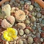 Lithops pseudotruncatella Leaf