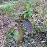 Weigela hortensis Leaf