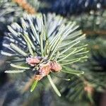 Abies nordmanniana পাতা