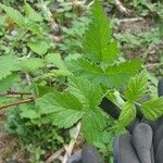 Rubus occidentalisLeaf