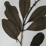 Vochysia surinamensis Otro