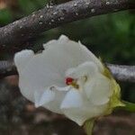 Pyrus calleryana Flower