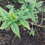 Aphelandra sinclairiana Leaf