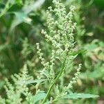 Chenopodium ficifolium Flower