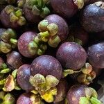 Garcinia mangostana Fruit