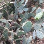 Opuntia littoralis List