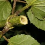 Eupatoriastrum nelsonii Fruit