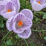 Crocus vernus 花