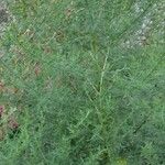 Artemisia annua موطن