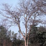 Acacia sieberiana Habit