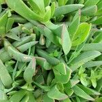 Carpobrotus glaucescens Leaf