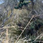 Paramochloa effusa Õis