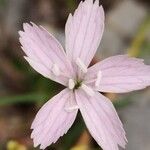 Dianthus pyrenaicus Кветка