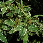 Cornus alba Blatt