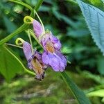 Impatiens arguta Flor