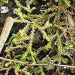 Selaginella douglasii Leaf