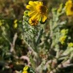 Senecio vernalis Habit