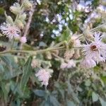 Cyrtocymura scorpioides Flower