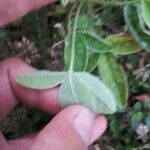 Cytisus villosus List