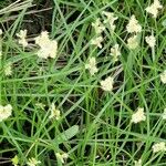 Carex brizoides Flower