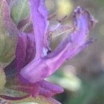 Salvia canariensis പുഷ്പം
