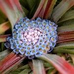 Fascicularia bicolor Λουλούδι