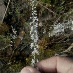 Anarrhinum laxiflorum Fula