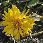 Scorzoneroides autumnalis Flower