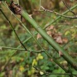 Rosa arvensis Bark