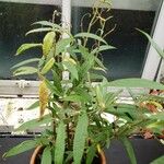 Solanum ensifolium 形態
