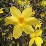 Jasminum nudiflorum Floare