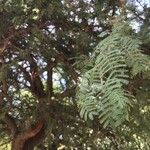 Acacia serra برگ