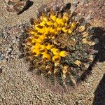 Ferocactus wislizeni ফল