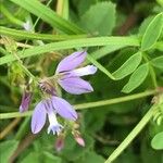 Polygala serpyllifolia Kvet