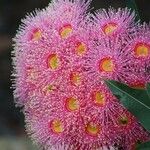 Corymbia ficifolia Flower