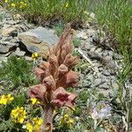 Orobanche rapum-genistae Corteza