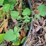 Lactuca floridanaLeaf